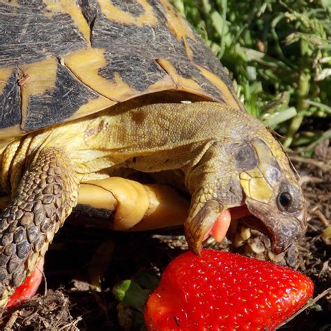 Baby Turtle Eating A Strawberry