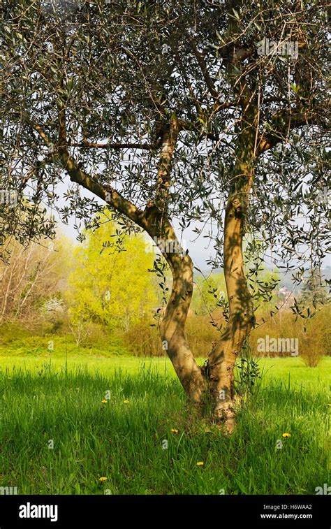 Young Olive Tree Hi Res Stock Photography And Images Alamy