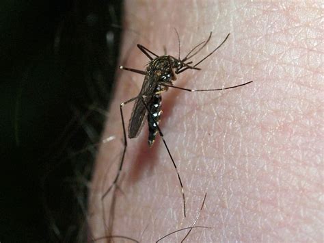 Invasive Asian Tiger Mosquito Aedes Albopictus Photo By Nigel Stott