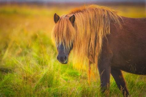 The Icelandic Horse All You Need To Know About This Beautiful Breed