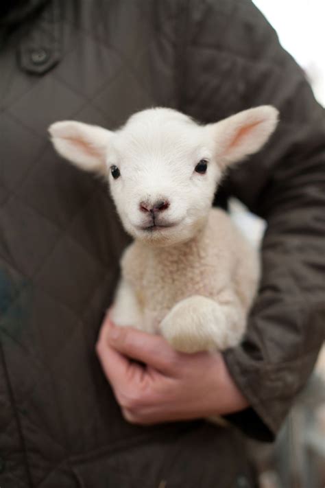 These 18 Adorable Baby Animals Will Absolutely Make Your Day Artofit
