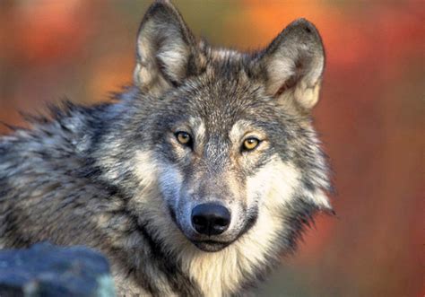 Grand Canyon Gray Wolf May Have Been Shot In Utah Fox News