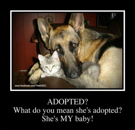 Popular german shepherd cat of good quality and at affordable prices you can buy on aliexpress. 138 best images about German Shepherd: Cute and Funny ...