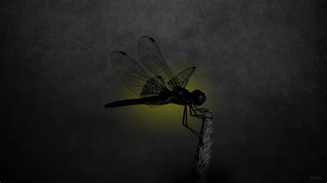 Dragonfly Hd Wallpaper By Stello