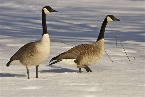 Savoring Servant Canada Geese Are Back And Complaining