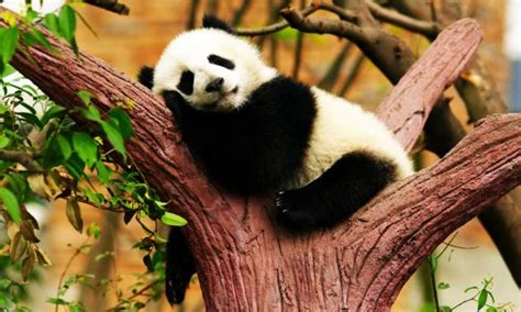 10 Fun Facts Of Panda Which Will Make You Go Aw