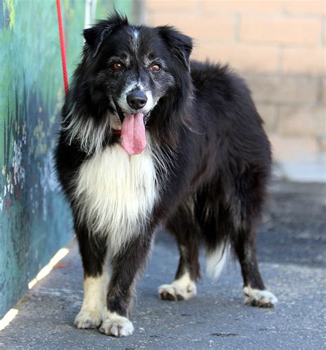 Border Collie Rescue And Adoption From Border Collies In Need Border