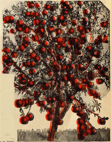 As with most fruit, apples produce best when grown in full sun, which means six or more hours of direct summer sun daily. tree catalog | Tumblr