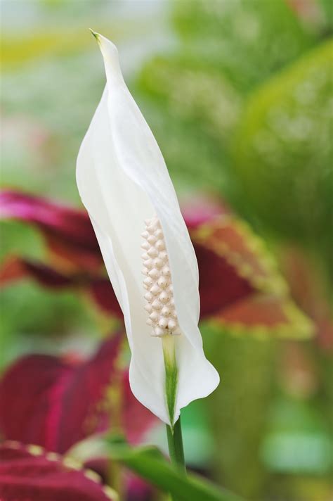 Heres All That You Wanted To Know About Peace Lily Plants Gardenerdy