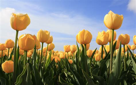 Download Yellow Flower Flower Nature Tulip Hd Wallpaper
