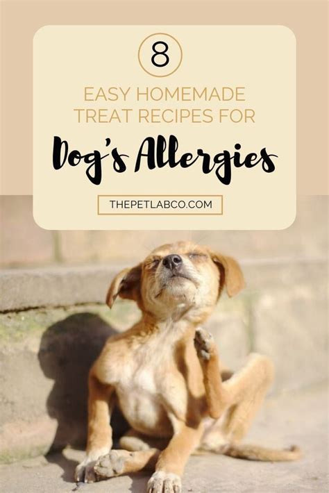 The Ultimate Guide To Home Remedies For Dog Allergies 1000 In 2020