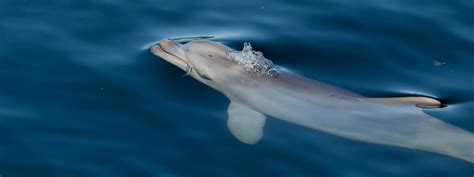 Helping The Dolphins Growing Data Foundation