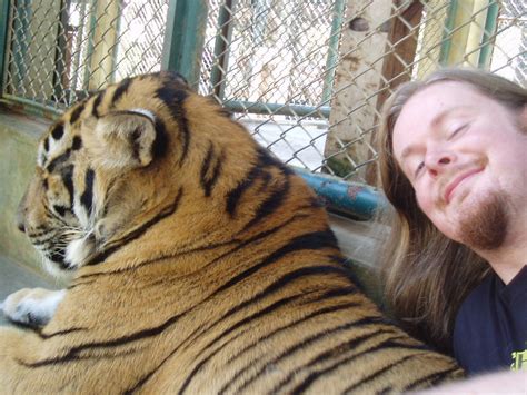 fully grown tiger a visit to tiger kingdom at mae rim nea… flickr