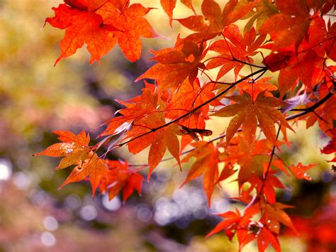 Autumn Leaves Bing Images Autumn Leaves Trees To Plant Fall Wallpaper