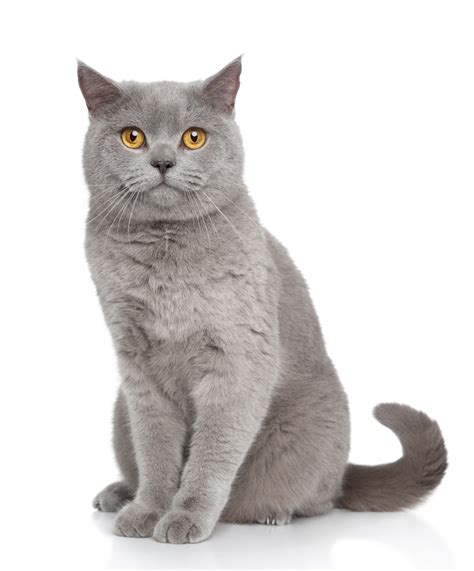 Chartreux Cat For Sale Usa Terra Medlock