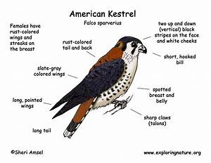Kestrel American