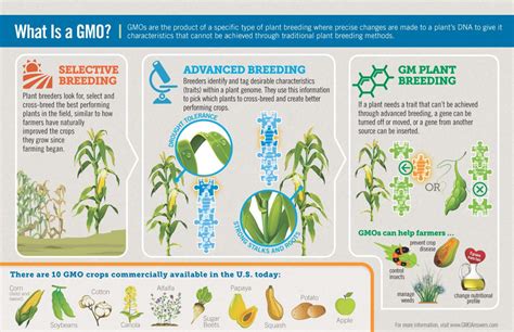 Gmo Basics Gmo Answers