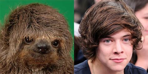 Sloths Who Look Like Famous People Slothy Styles Style Famous People