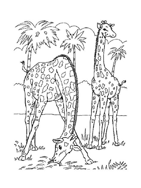 Giraffe coloring pages. Download and print giraffe coloring pages