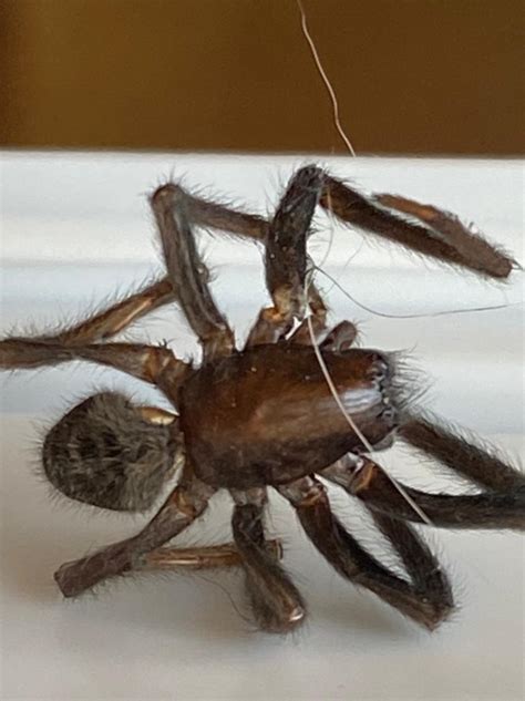Species Identification Need Help Identifying Spider Biology Stack