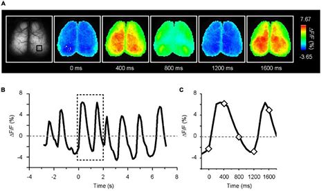 Frontiers | Transcranial cortex-wide Ca2+ imaging for the functional