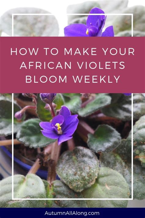 Nov 08, 2016 · they're known to bloom continuously, even throughout the darker months of winter. how to make your African Violets bloom every week ...