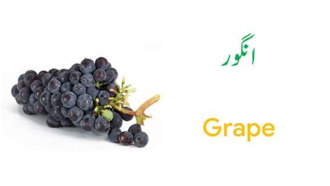All Fruit Names In English And Urdu With Pictures Download Pdf Fruits