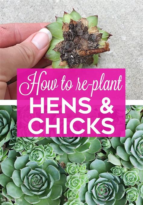 How To Re Plant Hens And Chicks Succulent Garden Diy Succulents Plants