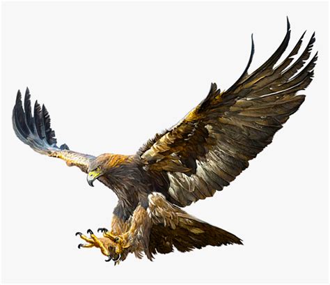 Bald Eagle Golden Eagle Flight Drawing Flying Golden Eagle Drawing