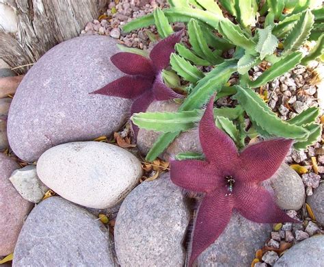 In fact, it does dry up the soil, so, windy places may require more watering than places with little wind. Stapelia grandiflora • Starfish Flower ~ Succulents/Cactus ...