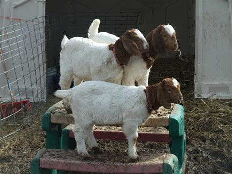 Boer Goats Woodstone Farms