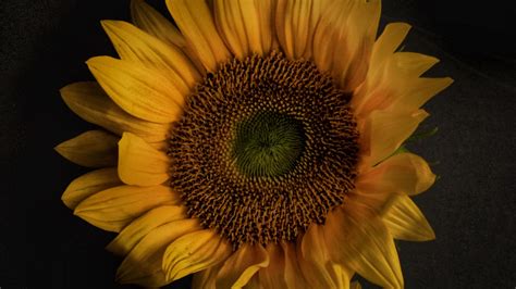Download Wallpaper 2560x1440 Sunflower Flowers Petals Yellow Bloom