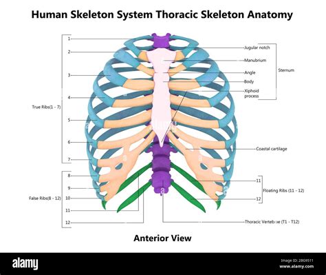 Human Skeleton System Thoracic Skeleton With Detailed Labels Anatomy