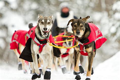 Racer Who Once Retired Wins Beargrease Sled Dog Marathon In Just Under
