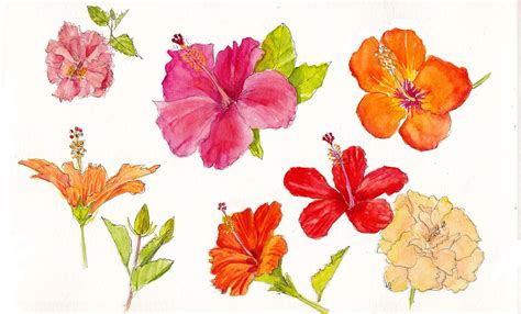 Find & download free graphic resources for different flowers. Botanical Art - Holiday Sketching: Botanical Sketching
