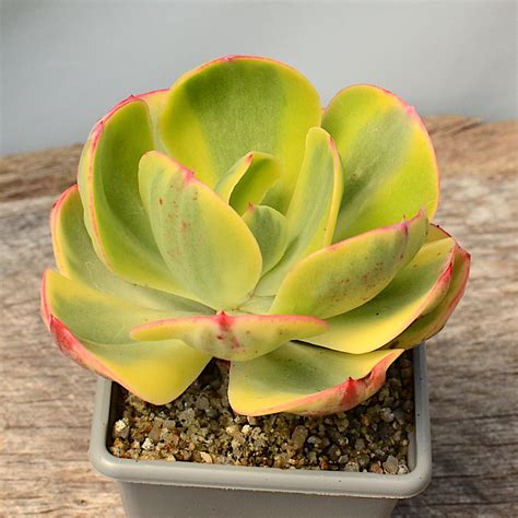 Echeveria Sunset Peony Surreal Succulents