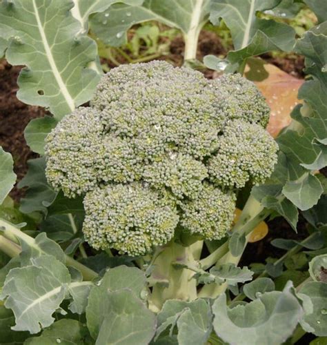Green Magic Broccoli Seeds Wcs Fundraising