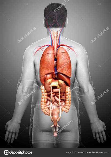 Male Internal Organs Human Male Anatomy Internal Organs Alone Full