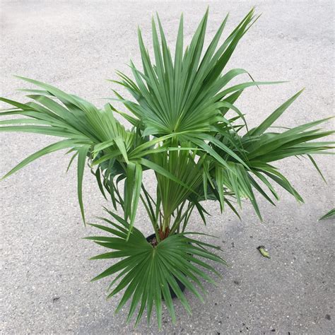 Chinese Fan Palm Tree Livistona Chinensis Tropicals And Houseplants