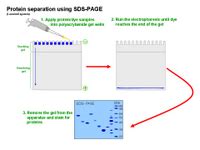What is native page 4. ScienceSlides: SDS-PAGE PPT
