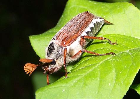Insecten 'melolontha melolontha', schildvleugelig insect dat in mei te voorschijn komt bron: Meikever - Wikipedia