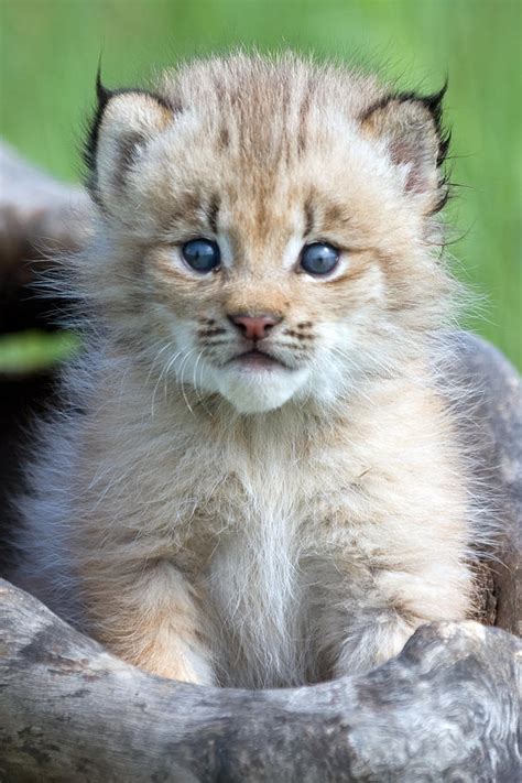 Lynx Cub Photograph By Jennifer Richards