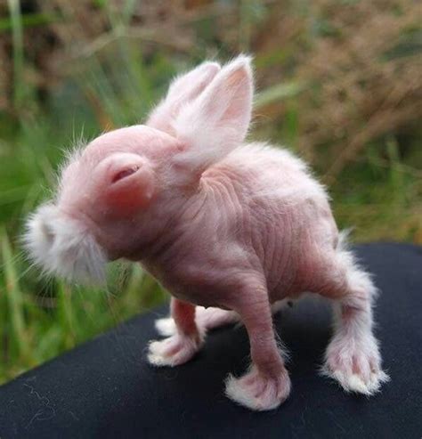 Ugly Rabbit Horror Pinterest Animals Hairless Animals And Cute