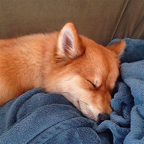Rare Looking Fox Dog Pomeranian Husky Mix Is Taking The Internet By Storm
