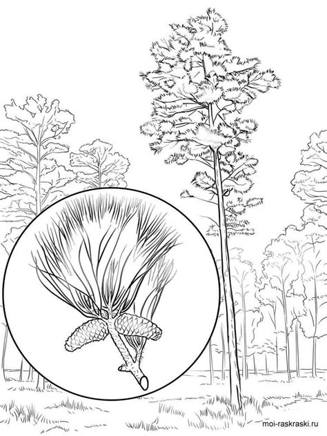 1020x1440 bristlecone pine coloring page free printable coloring pages. Coloring Pages Of Pine Trees at GetColorings.com | Free ...