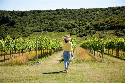 Sussex Wine Tours Vineyard Tours In Sussex Rathfinny