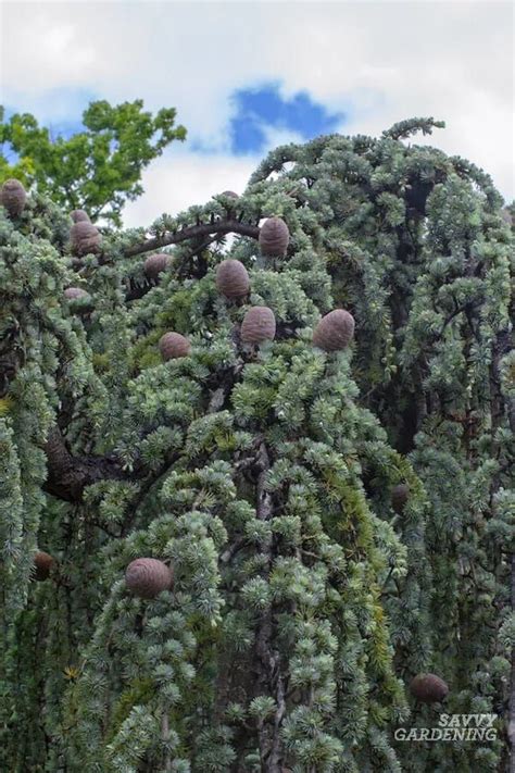 Weeping Blue Atlas Cedar How To Grow This Elegant Evergreen Blue