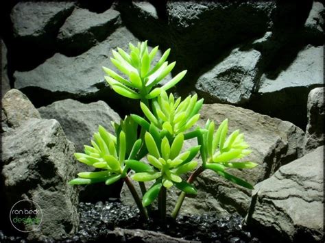 Succulent Echeveria Hookerii Artificial Reptile Plant From Ron Beck