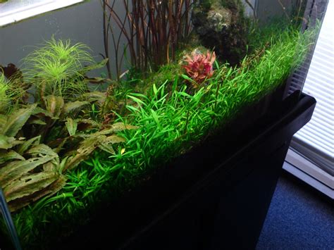 Криптокорина мелкая, криптокорина карликовая, криптокорина парва (cryptocoryne parva). FS: Cryptocoryne nurii var "Pahang Mutated", Cryptocoryne ...