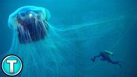The largest of all jellyfish species, in arctic waters its bell can reach 8 feet with tentacles trailing up to 100 feet long. Lion's Mane Jellyfish | World's Weirdest Animals - YouTube
